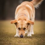 Un perro en un entorno natural